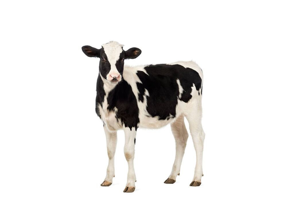 ALIMENTO PARA TERNEROS 60-120 25KG - Imagen 3